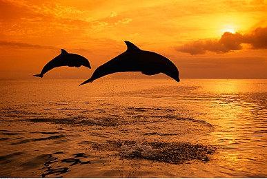 《塞尔达传说：旷野之息》续作仍然没有确定正式名称